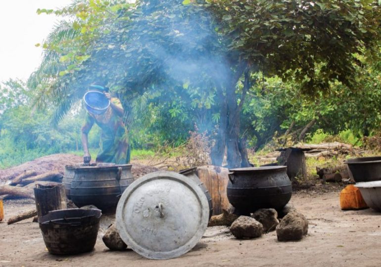 No sign of support for Nigerian women shea collectors despite Denmark government N1.6 billion disbursement