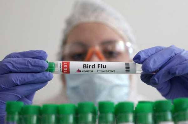 France reports bird flu in foxes near Paris, WOAH says