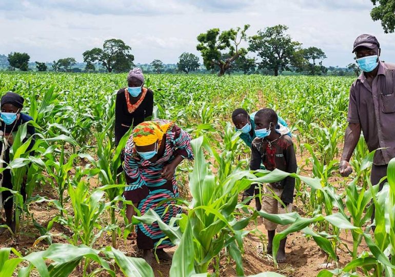 IAR, AATF to boost Nigeria’s maize production by 43 %