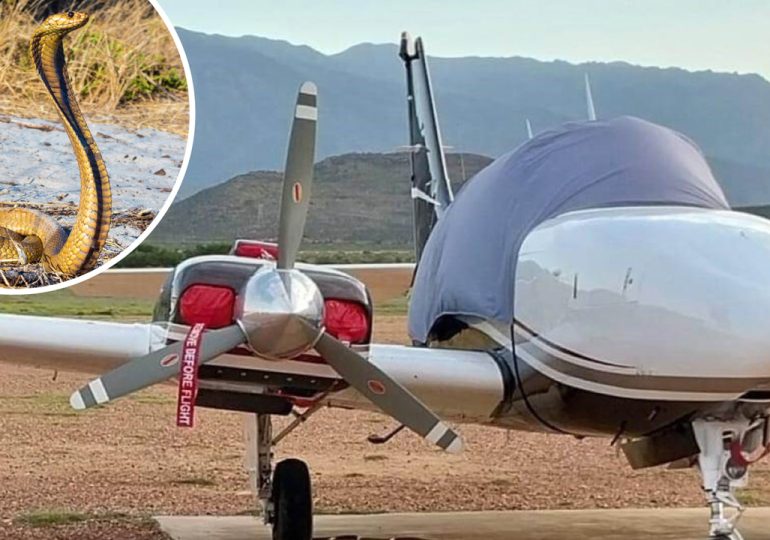 S.African pilot lands plane with poisonous cobra on his back