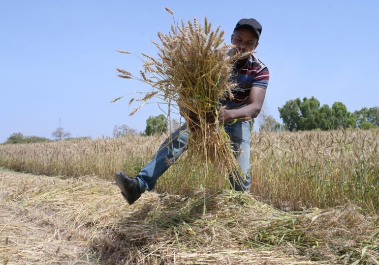 Senegal harvests first experimental homegrown wheat