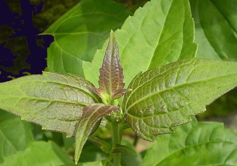 Studies explore herbal antibiotics for drug resistant venereal diseases