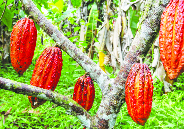 Massive loss as opportunities in cocoa industry remain untapped