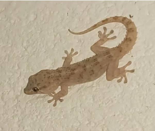 Five Ways To Prevent Wall Geckos From Your Home