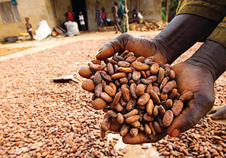 Why NCMC seeks cocoa industry’s rejuvenation