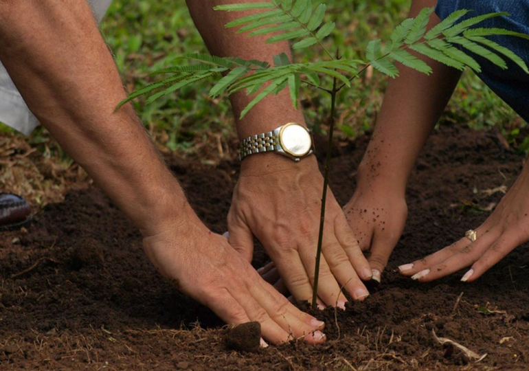 Desertification: Art2Green Africa to plant 25 billion trees