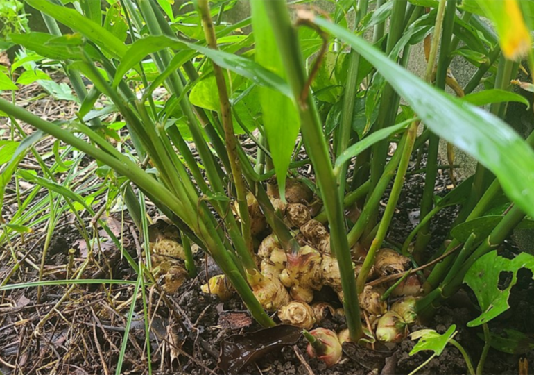 Katsina farmers lament fertilizer diversion, substandard products